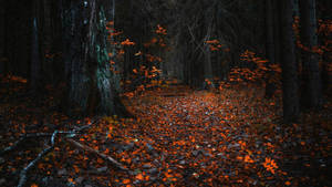 Orange Leaves Forest Uhd Wallpaper