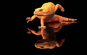 Orange Leopard Gecko On Black Wallpaper