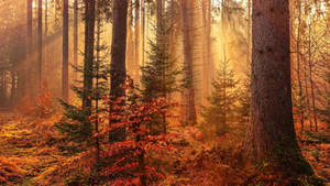 Orange Lighted Redwood Forest Wallpaper