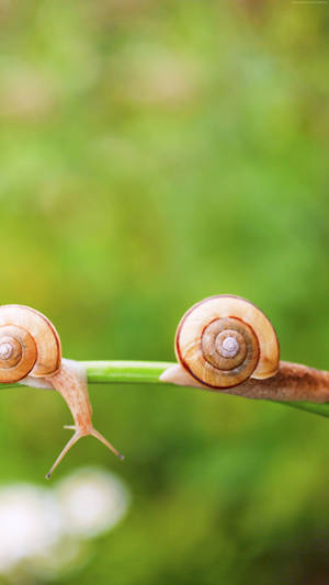 Orange Little Snails Wallpaper