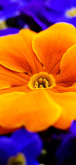 Orange Primrose Flower Wallpaper