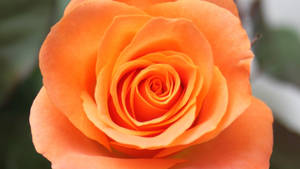Orange Rose Flower Wallpaper