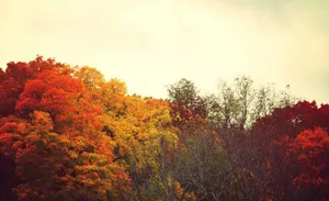Orange Trees Tumblr Autumn Desktop Wallpaper