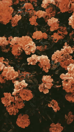 Orange Vintage Flower Wallpaper