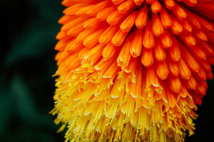 Orange Yellow Ombre Flower Wallpaper