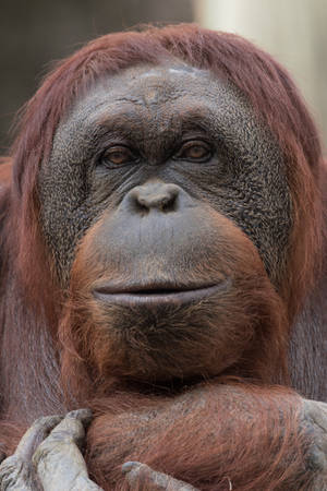 Orangutan Up Close Awesome Animal Wallpaper