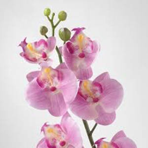 Orchid On White Wall Wallpaper