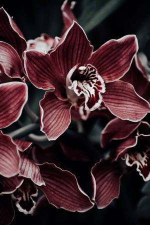 Orchid With Dark Filter Wallpaper