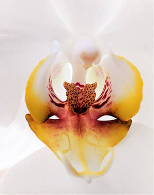 Orchid With Yellow Sepals Wallpaper