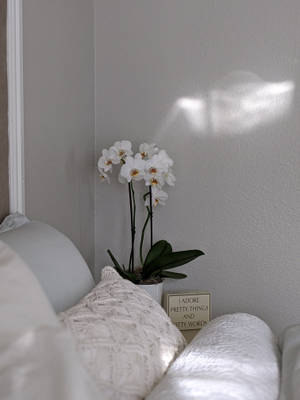 Orchids In White Room Wallpaper