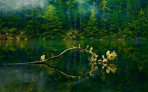 Oregon Green Lake Forest Wallpaper