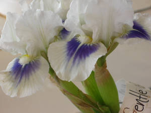 Oregon Iris Flowers Wallpaper