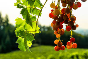 Oregon Willamette Vineyards Grapes Wallpaper