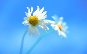 Original Windows Two Daisies Wallpaper