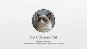 Os X Grumpy Cat Meme Wallpaper