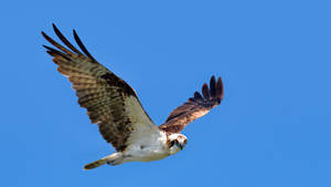 Osprey Blue Backdrop Everglades National Park Wallpaper