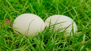Ostrich Eggs On Grass Wallpaper