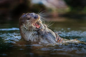 Otter Open Mouth Wallpaper