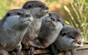 Otters In Line Wallpaper