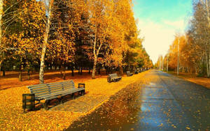 Outdoor Autumn Benches Wallpaper