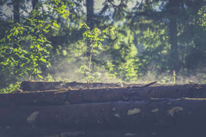 Outdoor Fallen Logs Wallpaper