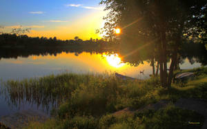 Outdoor Reeds Wallpaper