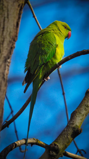 Overseer Green Parrot Hd Wallpaper