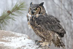 Owl Bird On Rock Wallpaper