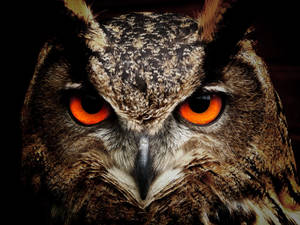 Owl Close-up Wild Animal Wallpaper
