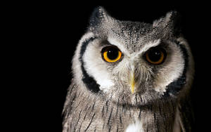 Owl Nocturnal Birds Nature Wallpaper