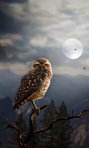Owl Sitting On A Branch With A Full Moon Behind It Wallpaper