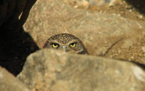 Owl, Stone, Ambush Wallpaper