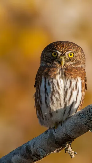 Own Your Style With The Owl Phone Wallpaper