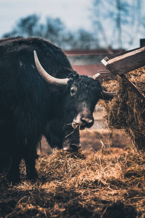Ox Eating Hay Wallpaper