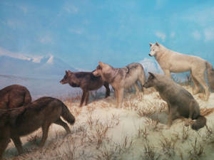 Pack Of Wolf Desktop Wallpaper