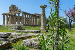 Paestum Unique Plant Wallpaper