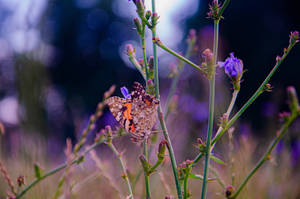 Painted Lady Aesthetic Butterfly Wallpaper