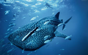 Palau Whale Shark Wallpaper