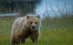 Pale Brown Bear Wallpaper