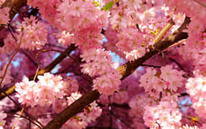 Pale Pink Cherry Blossoms Wallpaper