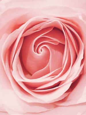 Pale Pink Rose Closeup Wallpaper