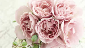 Pale Pink Roses Bouquet Wallpaper