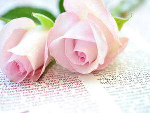 Pale Pink Roses Wallpaper