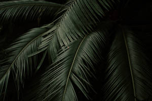 Palm Leaves Plant 4k Desktop Background Wallpaper