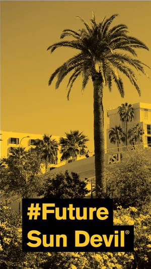 Palm Tree Arizona State University Wallpaper