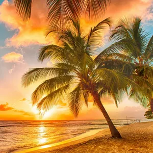 Palm Tree Beach Sunset Wallpaper