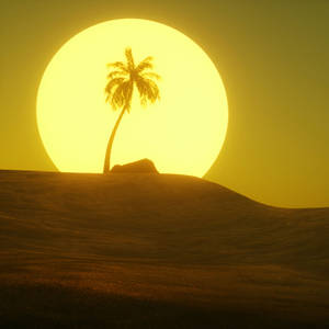 Palm Tree Desert Sun Wallpaper