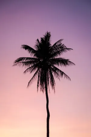 Palm Tree Gradient Sky Wallpaper