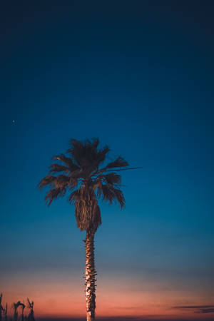 Palm Tree Ombre Sky Wallpaper