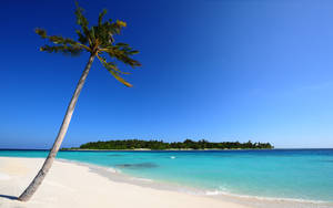 Palm Tree Sand Beach Desktop Wallpaper